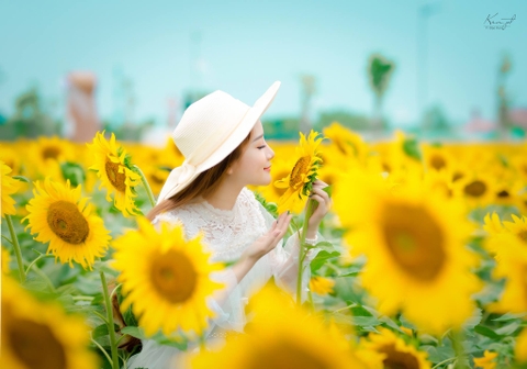Ý nghĩa thực sự của loài hoa hướng dương và câu chuyện truyền cảm hứng
