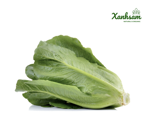 Xà lách la mã hữu cơ (romaine lettuce) - USDA,EU - Organik Dalat