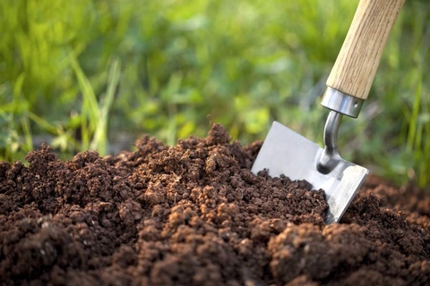 CÂY BỊ NGỘ ĐỘC DINH DƯỠNG VÀ CÁCH XỬ LÝ CÂY BỊ NGỘ ĐỘC ĐẠM