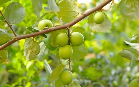 CÂY TÁO TRỒNG BAO LÂU THÌ CÓ TRÁI? CÁCH TRỒNG CÂY TÁO ĐÚNG KỸ THUẬT