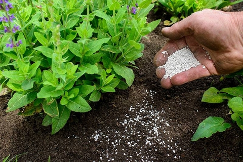BÓN THÚC LÀ GÌ? KỸ THUẬT BÓN THÚC ĐÚNG CÁCH VÀ HIỆU QUẢ