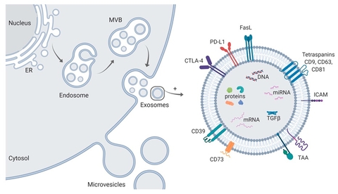 EXOSOME -  CHẤT TIẾT TẾ BÀO GỐC CHO TRẺ HÓA LÀN DA
