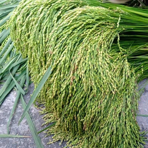 Cốm Minh An