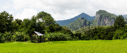 Luang Prabang city tour and rice experience