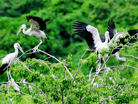 Best Tam Coc - Bich Dong - Birds Valley trip 2 days - 1 night