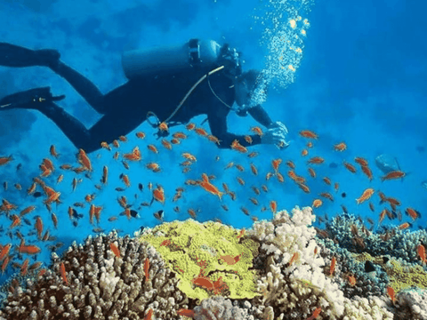 Nha Trang diving tour snorkeling