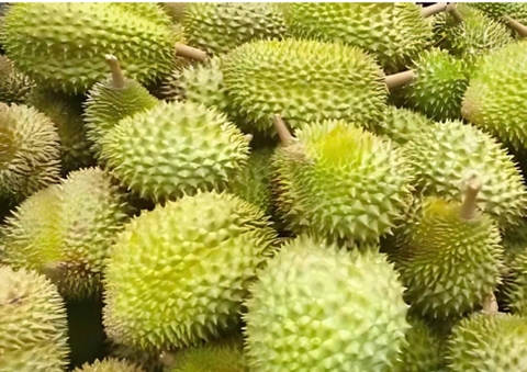 Sầu Riêng Cơm Ri 6 (Mua sỉ theo tấn)