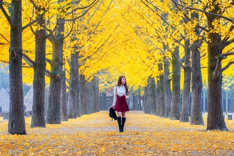TOUR HÀN QUỐC - BUSAN - SEOUL - ĐẢO NAMI 6 ngày 5 đêm