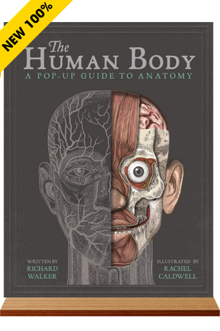 Sách ngoại văn The Human Body Pop up