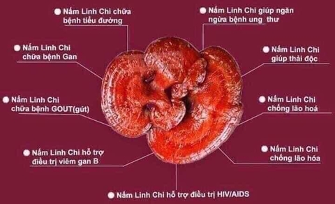 B01-Nấm linh chi kana nongsan 8-10 lá 1kg (10ea)