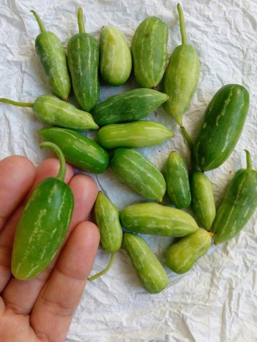 Dương Vật Không Cương Cứng: Nguyên Nhân Và 5 Cách Khắc Phục Hiệu Quả