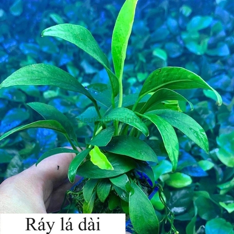 Ráy Lá Dài - Cây thuỷ sinh