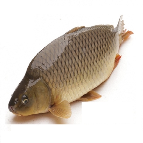 Cá chép giòn nguyên con, 3-<4kg (kg)