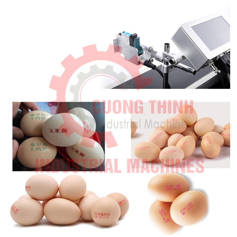 Băng tải in trứng tự động cường thịnh (1)