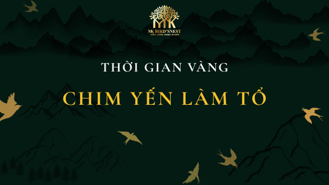 THỜI GIAN CHIM YẾN LÀM TỔ VÀ THU HOẠCH TỔ YẾN