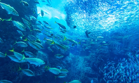 6 lợi ích của việc bổ sung collagen