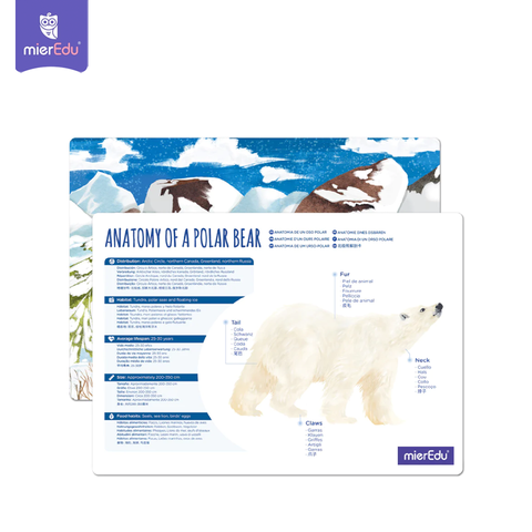 Bộ lắp ghép 3D chi tiết mierEdu - Phiên bản đặc biệt