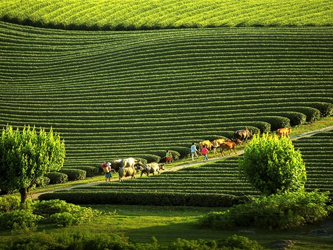 MỘC CHÂU - CẦU KÍNH BẠCH LONG - SĂN MÂY TÀ XÙA