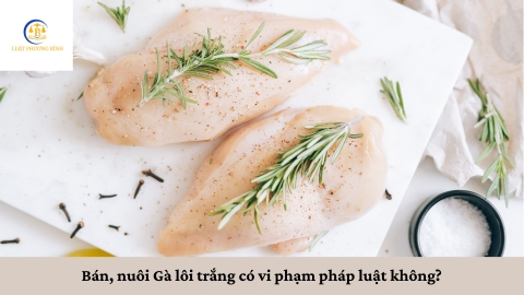 Bán, nuôi Gà lôi trắng có vi phạm pháp luật không?
