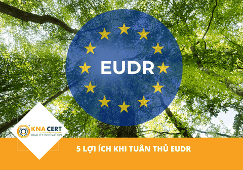 5 Lợi ích khi tuân thủ EUDR có thể doanh nghiệp chưa biết