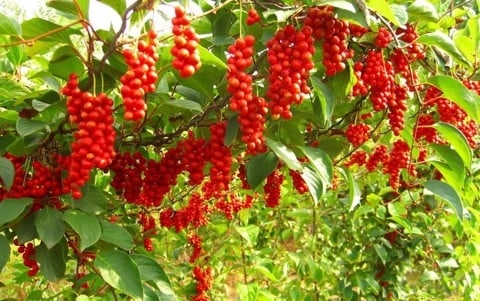 TÌM HIỂU VỀ NGŨ VỊ TỬ VÀ CÔNG DỤNG HỖ TRỢ TĂNG CƯỜNG SỨC KHOẺ, CHỮA BỆNH