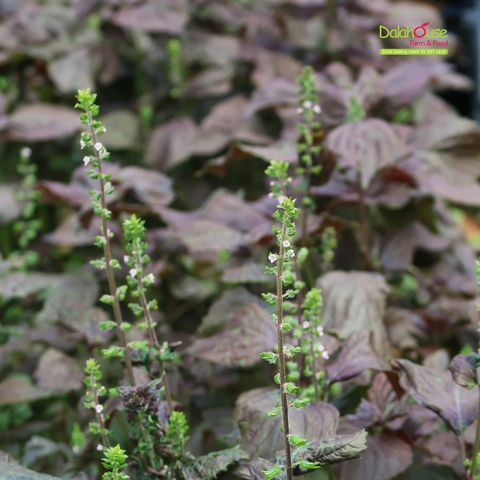 Chống Lão Hóa Da Cùng Công Thức Nước Tía Tô Của Người Nhật