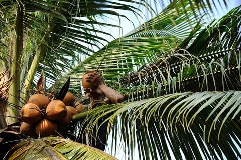 12 Công Dụng Kỳ Diệu Của Dầu Dừa Mà Bạn Không Thể Ngờ Tới