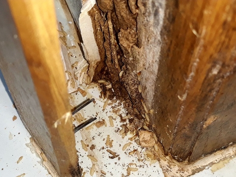 Cách xử lý gỗ công nghiệp bị nấm mốc đơn giản tại nhà