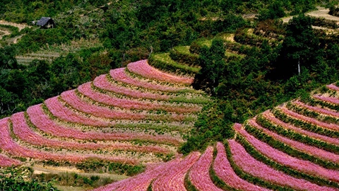 Tham gia lễ hội hoa Tam Giác Mạch kết hợp du lịch với tour Hà Giang trọn gói