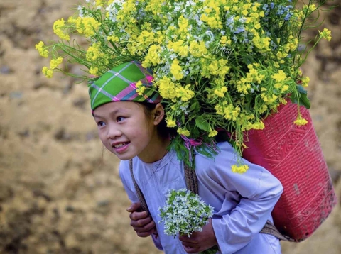 Hoa Tam giác mạch Hà Giang