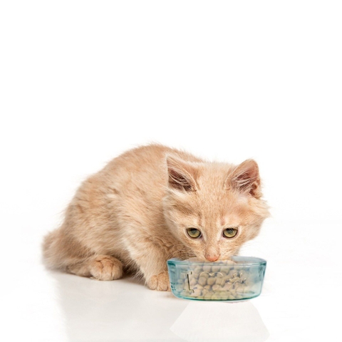 Bát/chén thủy tinh tái chế VSM Pet Bowl 14cm