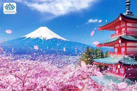 SÔI ĐỘNG HÈ CUNG ĐƯỜNG VÀNG XỨ SỞ HOA ANH ĐÀO 6NG5Đ