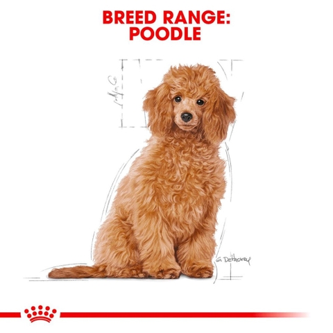 Hạt Dành Cho Chó Poolde Puppy: Royal Canin Poodle Junior