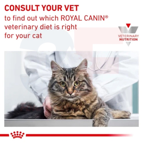 Hạt Cho Mèo Bị Suy Thận: Royal Canin Renal Feline