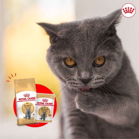 Hạt Cho Mèo Anh Lông Ngắn Trưởng Thành: Royal Canin British Shorthair Adult