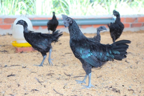 GÀ H'MÔNG ĐEN TUYỀN - GÀ SỐNG 1,3-1,8KG/CON