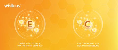 Chất chống oxy hóa: Cách bổ sung hiệu quả để tăng cường sức khỏe