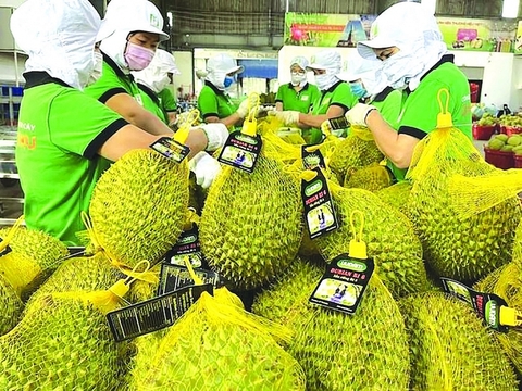 Trung Quốc – thị trường tiềm năng lớn của nông sản Việt