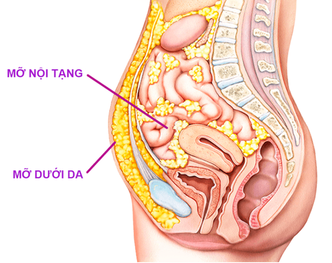 thải độc mỡ nội tạng