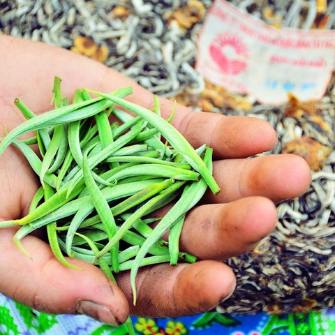 Shanam | Vietnam ancient snow shan tea