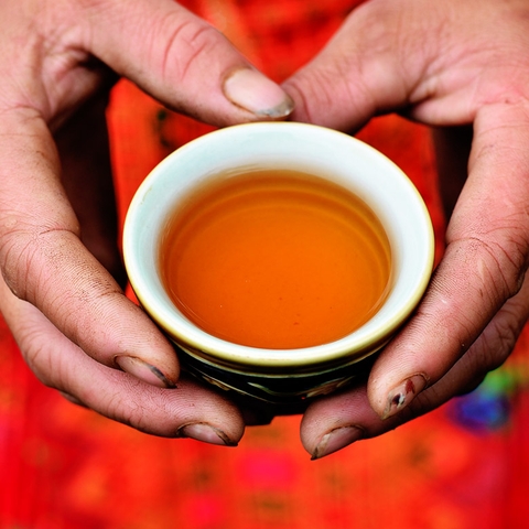 Shanam | Vietnam ancient snow shan tea