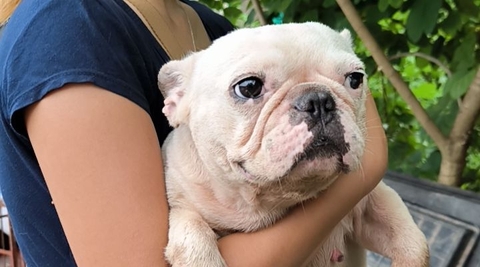 Bé Bull Pháp màu hường đã tìm được gia đình yêu thương