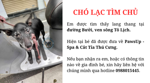 Chó lạc tìm chủ tại khu vực đường Bưởi, ven sông Tô Lịch