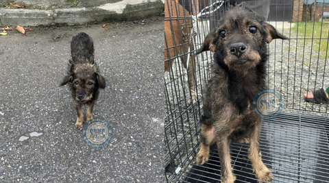 Gia đình rời đi, mang theo cả ước mơ về mái ấm của một em chó nhỏ