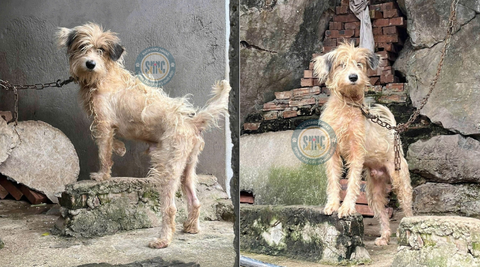 Nếu như được sống trong một gia đình thật sự, có lẽ số phận của em đã không đáng thương đến vậy