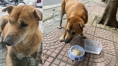 Hà Nội trở lạnh, số lượng tin báo về các em chó mèo hoang đang run rẩy nơi các góc phố, lề đường thật sự nhiều không đếm xuể