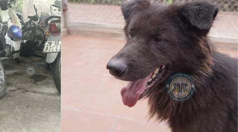 Ban ngày thì buồn bã, sợ hãi núp trong bãi xe, tới đêm lại hú lên vì nhớ gia đình, có ai lạc em không?