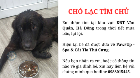 Chó lạc tìm chủ tại khu vực KĐT Văn Quán, Hà Đông