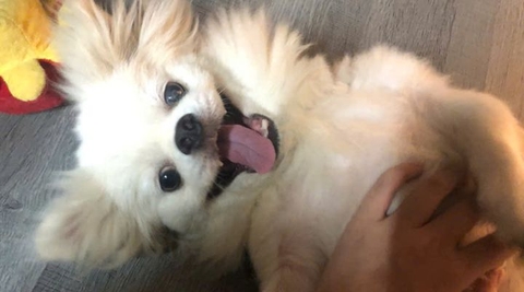 Bé sư tử trắng đã tìm được gia đình yêu thương!