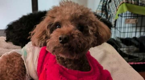 Tôm - em Poodle tàn tật trên hành trình tìm hạnh phúc